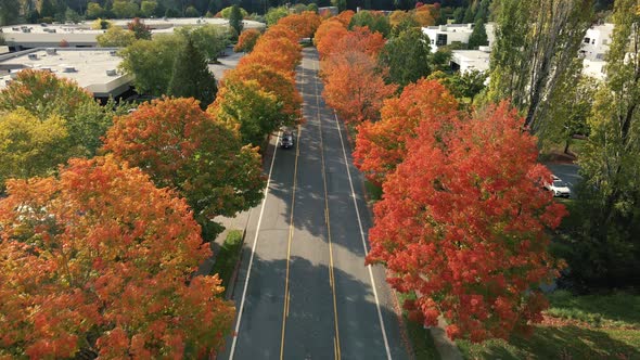 Backward Aerial With Car Driving Forward Under Fall Color Trees