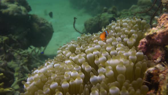 Tomato Anemonefish (Amphiprion frenatus) hiding in sea anemone on tropical coral reef