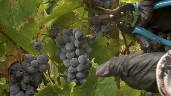 Harvesting Othello grapes