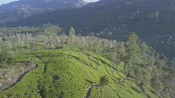 Endless Tropical Highland with Fresh Green Plantations