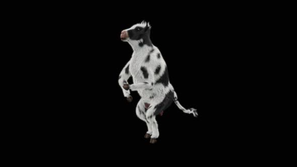 Cow Dance HD