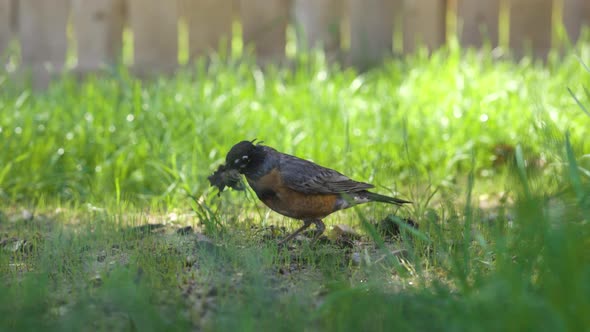 Robin bird is searching for worms in the warm spring weather