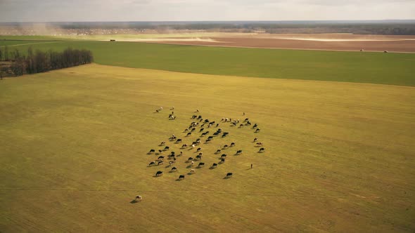 Aerial View Of Cattle Of Cows Grazing In Meadows Pasture