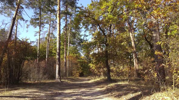 Forest with Trees in an Autumn Day