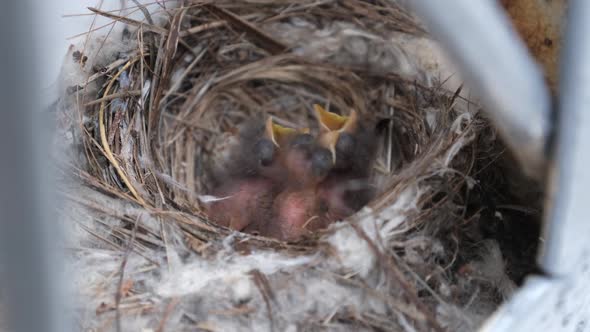 Newborn Chicks in the Nest Hungry Baby Birds of Swallows Open Yellow Mouths