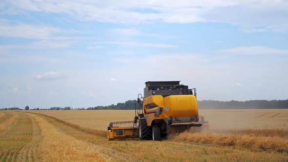 Machine harvesting golden wheat field. Combine harvesting ripe golden wheat on the field