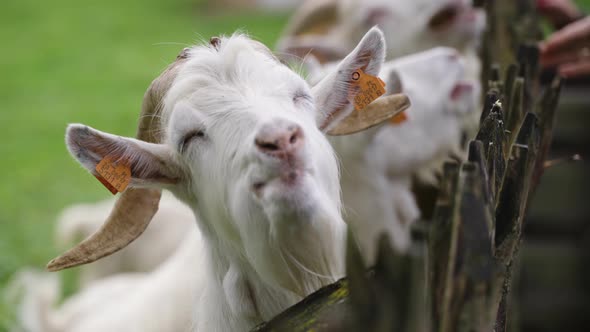 Bunch of white goats being feeded by people