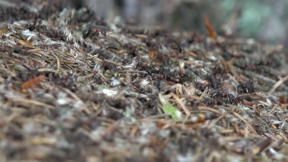 A Close Up View of Ants That Run Around on Top of an Hill.