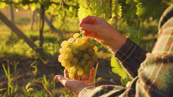 Close Up View of Farmer's Hand Showing a Grape of White Grape