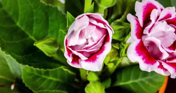 Detailed macro time lapse of a blooming rose flower