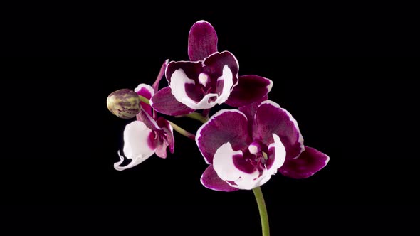 Blooming White - Magenta Orchid Phalaenopsis Flower