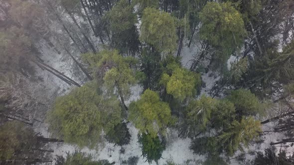 Flying Over the Winter Forest