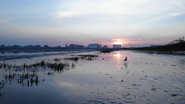 Birds in a muddy field walking and flying in Crezéepolder near Rotterdam with sun rising behind buil