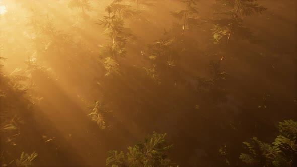 Aerial Sunrays in Forest with Fog alt