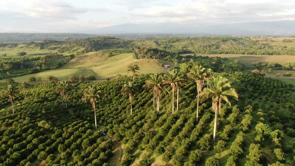 Orange Plantation At Sunset