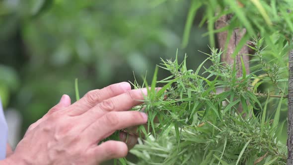 Farmers are caring for flowering cannabis plants, cannabis flowers, medicinal cannabis plants.