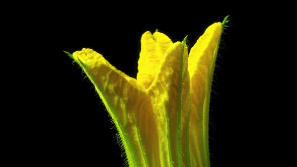 Pumpkin Flower Timelapse Video