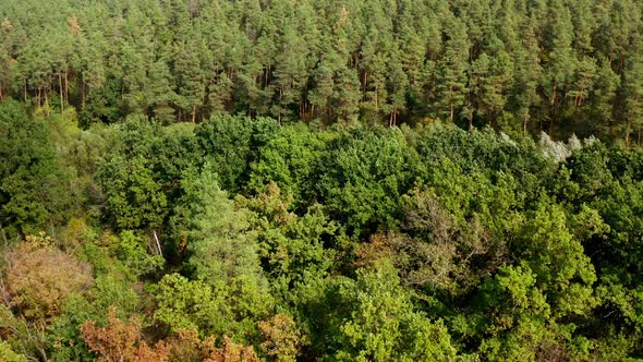 Summer woodland. Green mixed trees in the forest.