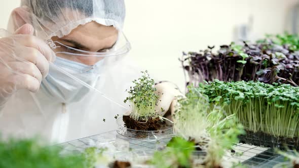 Scientist Makes Analysis of Plants