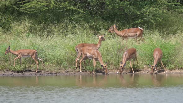 Herd of female impalas drinking from a lake