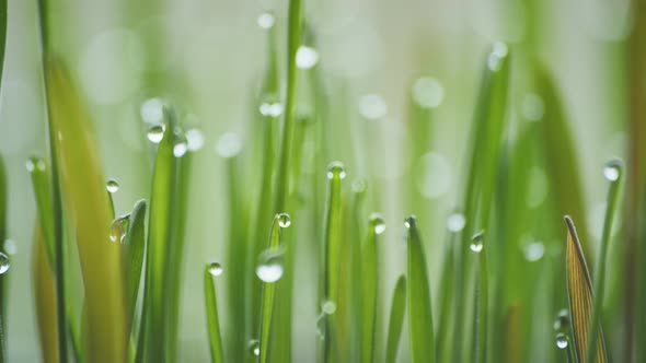 Sprouts of Young Grass with Dew