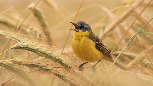 Western Yellow Wagtail