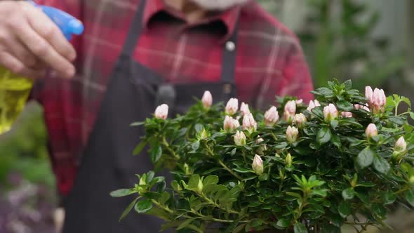 Mature Man in Workwear Watering the Blossom and Leaves of Flowerpot in Glasshouse