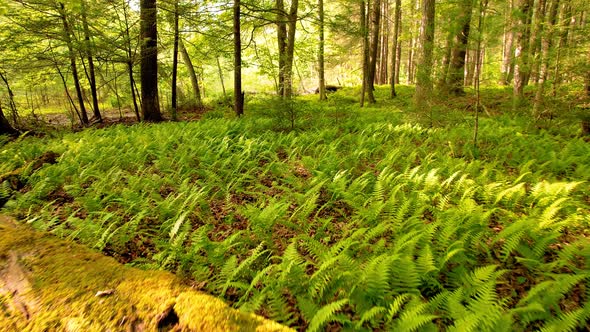 Slow, smooth, low drone video footage moving through a, peaceful, magical fern forest with beautiful