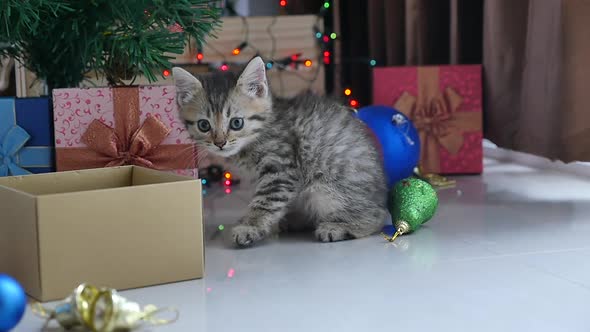 Cute Tabby Kitten Playing In A Gift Box With Christmas Decoration