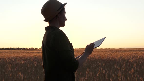 A Woman Farmer, Agronomist, Working in a Wheat Field at Sunset. The Farmer Uses a Tablet. A Woman at