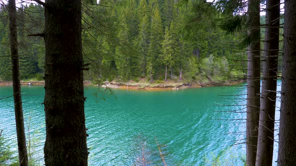 Lake with turquoise water and green mountain forest. Old trees in the mountain lake. 