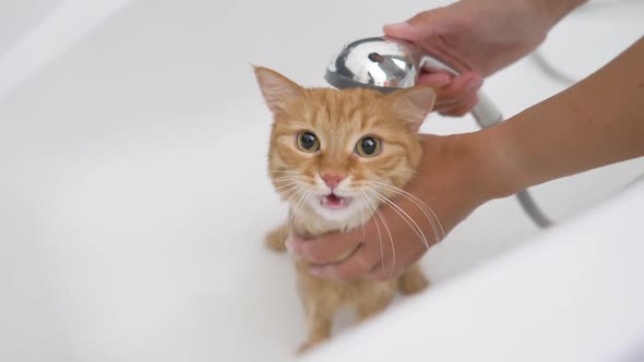 Woman Washes Cute Ginger Cat. Fluffy Wet Pet Meows and Tries To Escape From Bathtub.