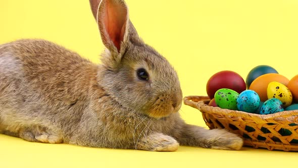 a Small Fluffy Brown Easter Bunny Lies Near a Wooden Wicker Basket with a Variety of Colorful Eggs