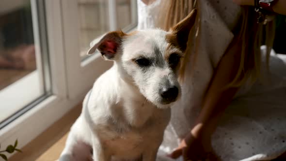 White Dog Sits on Window Alongside Girl