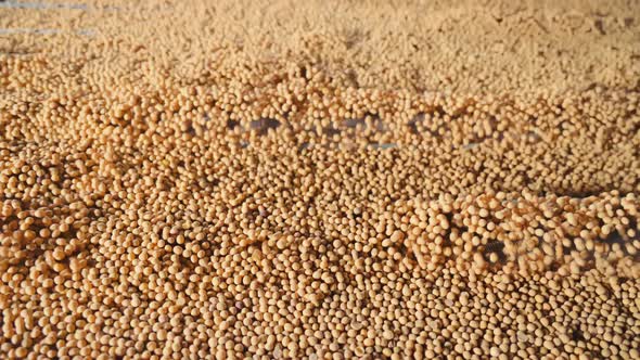 Vibration Storage and Cleaning of Soybeans