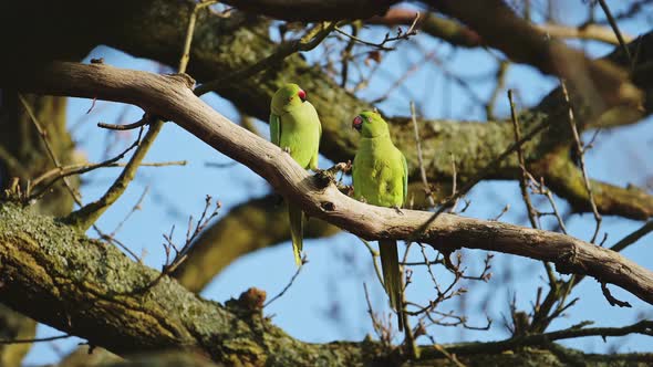 Ring Necked Parakeets Couple, a Pair of Two Exotic Tropical Birds Mating Rituals, Perching on a Tree