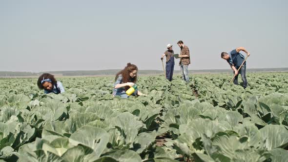 Young Farmers Working on Cabbage Field