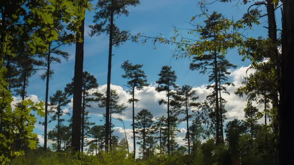 Sunlight Passes Through The Longleaf Pine Trees In The Spring Forest at Duke Forest - time lapse