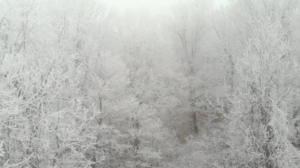 Drone Flying Through Snowy Winter Trees alt