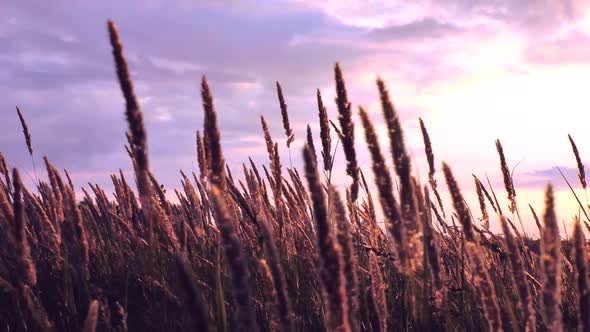 Dry Grass in the Field in the Summer Sways in the Wind Against a Lilac Sunset Sky