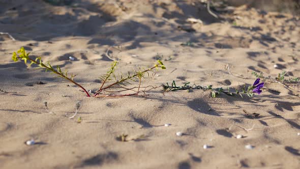 A spring flower growing in the sand at the beach or in a desert struggling to survive in harsh condi