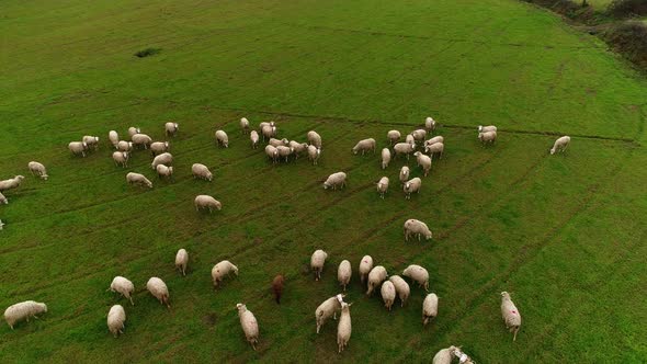 Herd of sheep