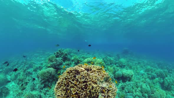 Coral Reef and Tropical Fish. Panglao, Philippines.