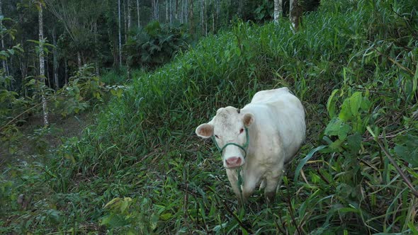 Slowly approaching a large white cow surrounded by high grass that it is eating