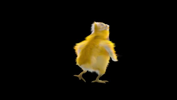 30 Baby Chicks Dancing HD