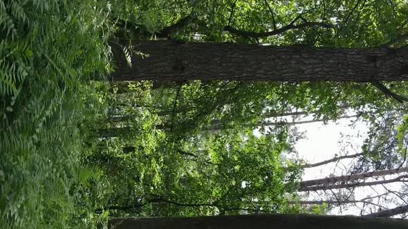 Vertical Video Aerial View Inside a Green Forest with Trees in Summer