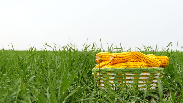 A Basket Filled with Ripe Ears of Corn Stands on the Grass Against the Sky. Concept of Crop