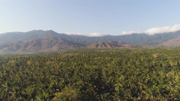 Tropical Landscape with Palm Trees and Mountains