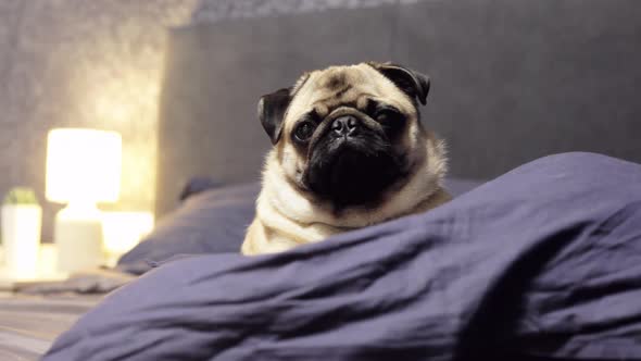 Pug Dog Falls Asleep on a Pillow Tired and Lazy