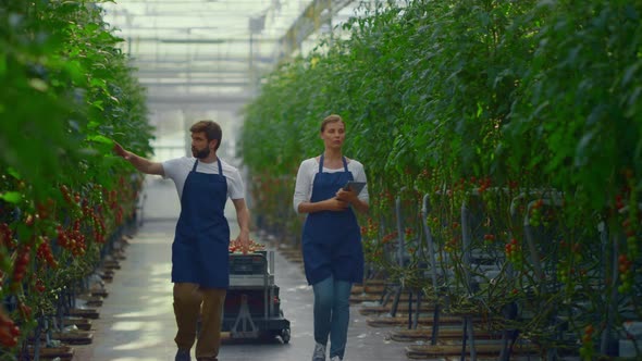 Two Greenhouse Workers Inspecting Tomato Crop Cultivation in Plantation House